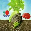 dxn1.1