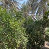 abu_ahmed14