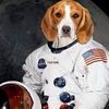 dogmlbspaceplayer
