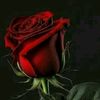 rasel.sandwip