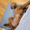 sammythegoldendoodle