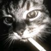 yosi.502_