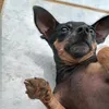 tobby_o_pinscher