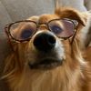 pankothedog