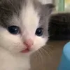 painworld666