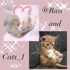 ratsandcats_1