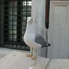 eleghiani