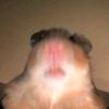 bartholomeowow