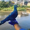 wahyudialbuchori