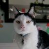 alleycatsbrighteenigma