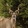 twistedkudu
