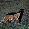 azizkh_511