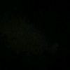cl0vis_guay9