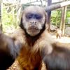 monkey_foe_life
