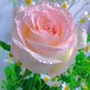 user20361079300126