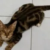 marshieldaidda