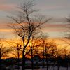 treesoftheworld12345