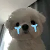 qepocaa