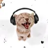 pakkkchiu
