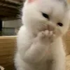 olif.lip