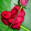 mortuza.begum4