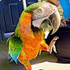 awe_macaw