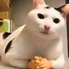 anak.kucing.hidup