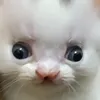 sonrox__