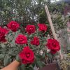 benita.moreno.san3