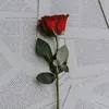 elva_li_57