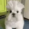 kokotojeb