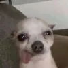 adu_e_kngann