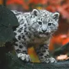 wildedieren