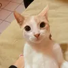 leoysam