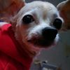 colchado_kennels