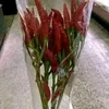 tamnttahorit5