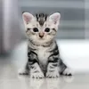 abdul444144