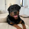 kikotherottweiler