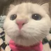 ynqocz0_0