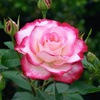 rose002279