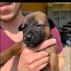thabuthepup