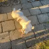 mrsniis