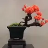 dyyw6syl7por