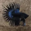 chrstneso