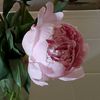 peony.bloomss