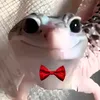 carlosdiscordbr