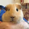 bucksguineapigtalks