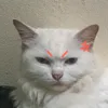 mihchows._