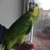 parrotamazon5