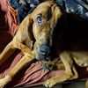spatuladogg